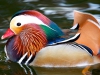 2-mandarin-duck-paul-marto