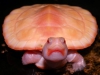 Albino Pink Bellied Sideneck slider