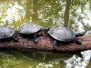 Amaon River Turtles