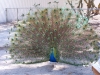 peacock-009