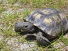 1200-450539843-florida-tortoise-gopher-tortoise