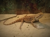 Bearded Dragon by Holly