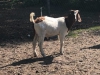 Leroy Boer Goat