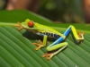 Red_eyed_tree_frog