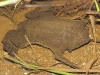 Surinam-toad-pipa-pipa1