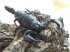 forest-scorpion