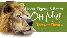 Lions-Tigers-About